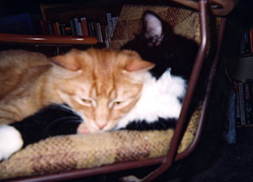Oliver and Orlando photo (c) The Bacchanals