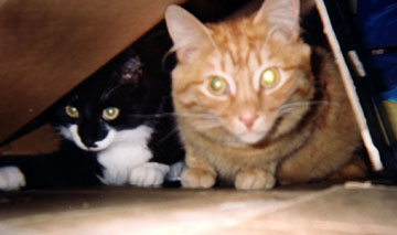 Oliver and Orlando photo (c) The Bacchanals